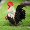 Gray Japanese Bantam Chicken