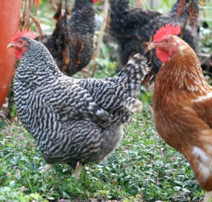 Brown Egg Layer Chicks - Hatchery Choice