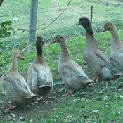 Female Khaki Campbell Ducks for Sale | Chickens for Backyards