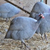 Lavender Guinea for Sale