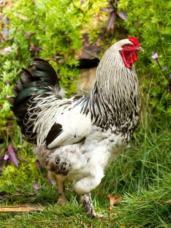 Female Pullets Light Brahma Chickens