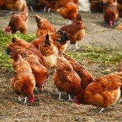 New Hampshire Red Chickens For Sale | Chickens For Backyards