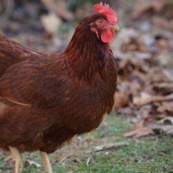 Rhode Island Red