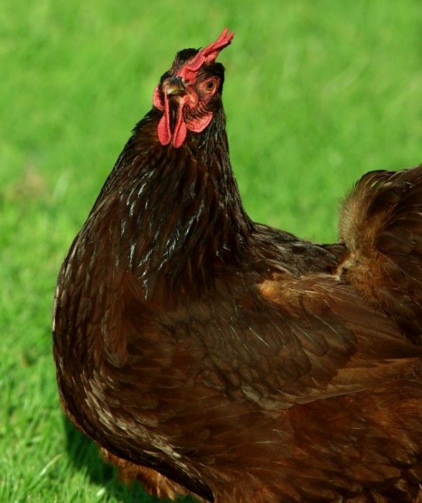 Rhode Island Red Chicken