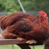 Red Cochin Bantam Chicken