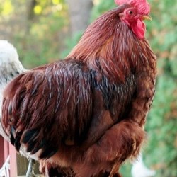 Red Cochin Bantam Day-Old Baby Chicks | Chickens For Backyards