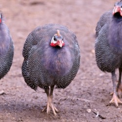 Royal Purple Guinea for Sale | Chickens For Backyards