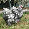 Silver Laced Cochin