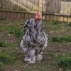 Silver Laced Cochin - Image 12