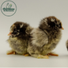 Silver Laced Cochin Chicks