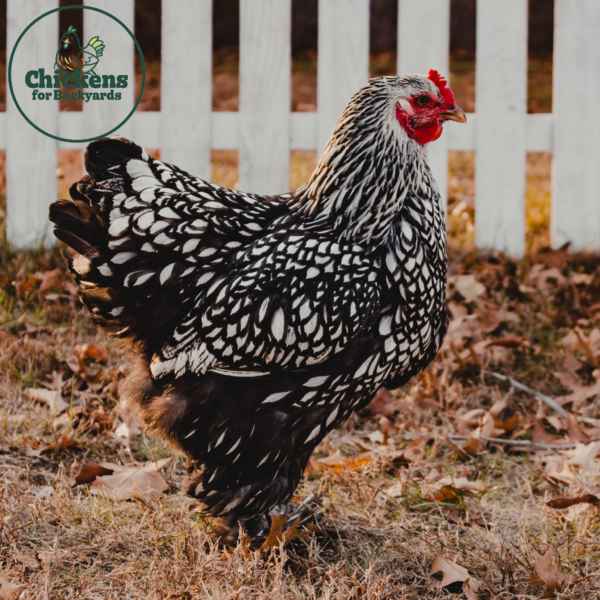 Silver Laced Cochin