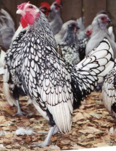 Silver Sebright Bantam Day-Old Chicks | Chickens For Backyards