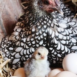 Silver Sebright Bantam Day-Old Chicks | Chickens For Backyards