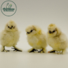 Splash Silkie Bantam Chicks