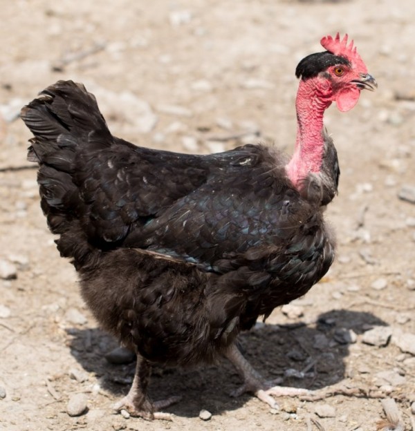 Turken (Naked Neck) Chicken