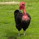 Turken Naked Neck Chicks For Sale Chickens For Backyards
