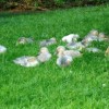 Welsh Harlequin Ducks for Sale