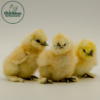 White Silkie Bantam Chicks