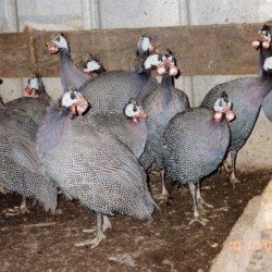 Royal Purple Guinea for Sale | Chickens For Backyards