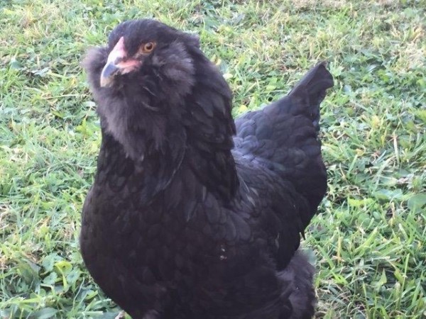 Black Ameraucana Chicken