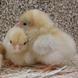 Black Tailed Buff Japanese Bantam Chicks | Chickens For Backyards