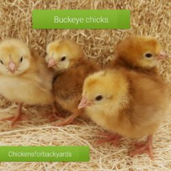 Baby Chicks For Sale - Buckeye Chickens | Chickens For Backyards