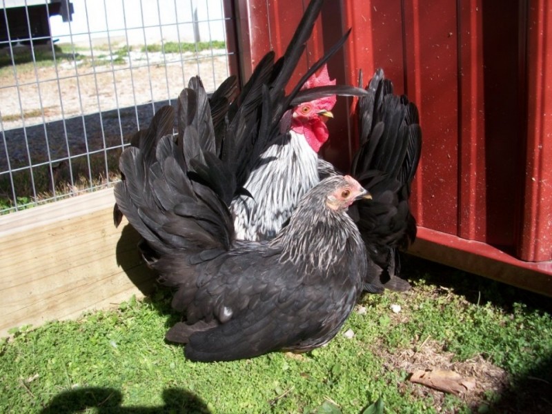 Gray Japanese Bantam DayOld Chicks Chickens For Backyards