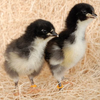 Black Jersey Giant Baby Chickens For Sale