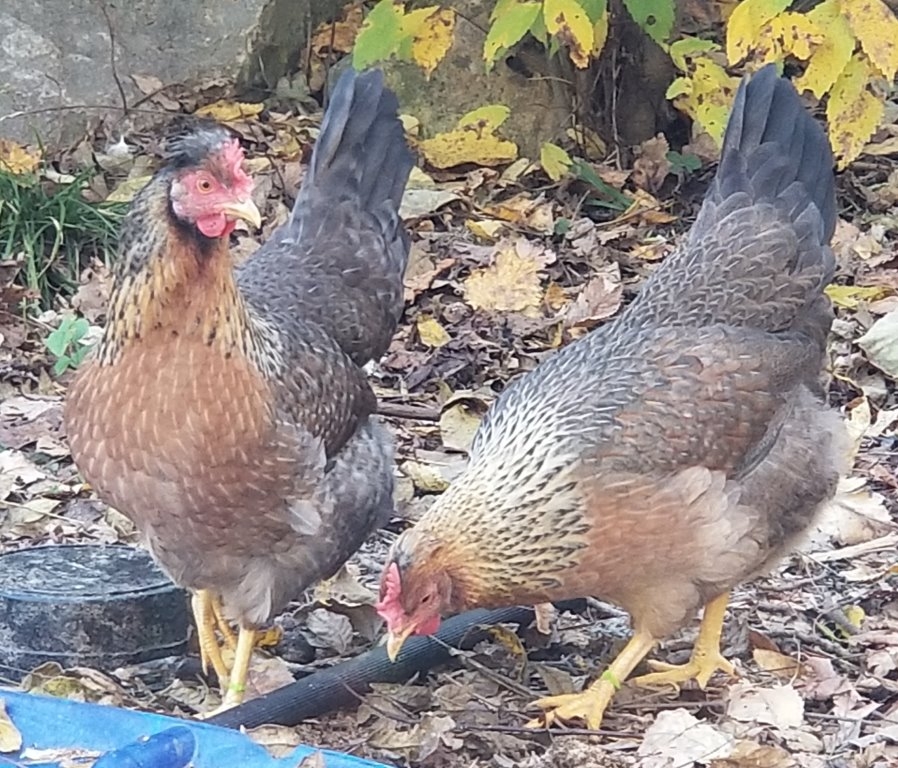 easter egger rooster temperament