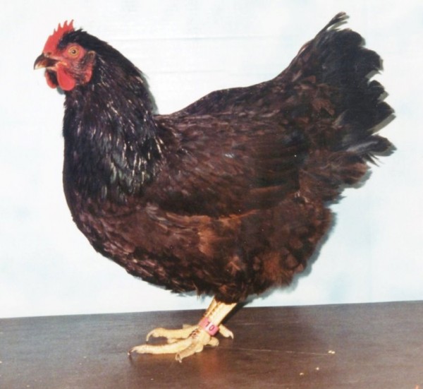 Rhode Island Red Bantam Chicken