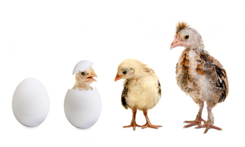 Chicken Growth Stages: How Chickens Grow Throughout Their Lives