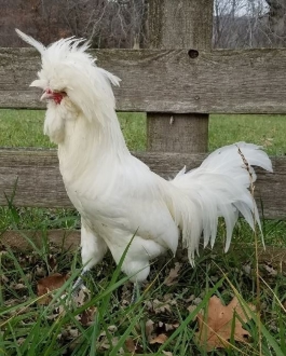 White Polish Chickens For Sale Chickens For Backyards
