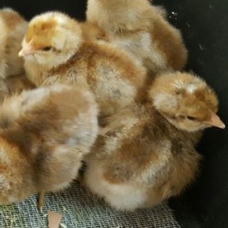 Bielefelder Rare Breed Chicks for Sale | Chickens For Backyards