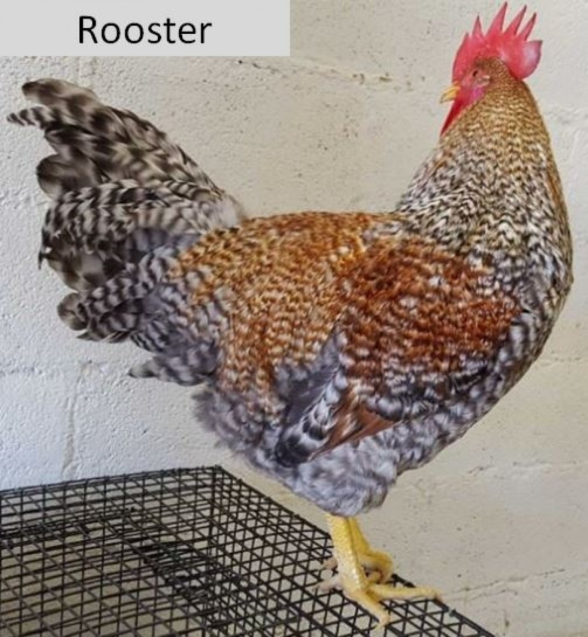 Bielefelder Rare Breed Chicks For Sale Chickens For Backyards