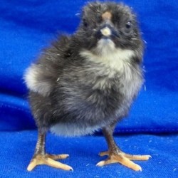 Black Wyandotte Bantam Day-Old Chicks | Chickens For Backyards