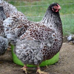 Blue Laced Red Wyandottes