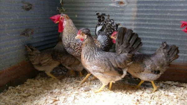 Cream Legbar Chickens