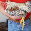 Cream Legbar Breed Chicks for Sale