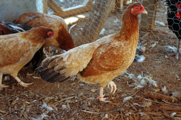 Wheaten Cubalayn Bantam