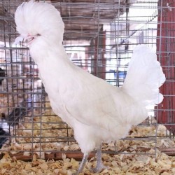 White Polish Chicken