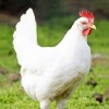 White Leghorn Chicken