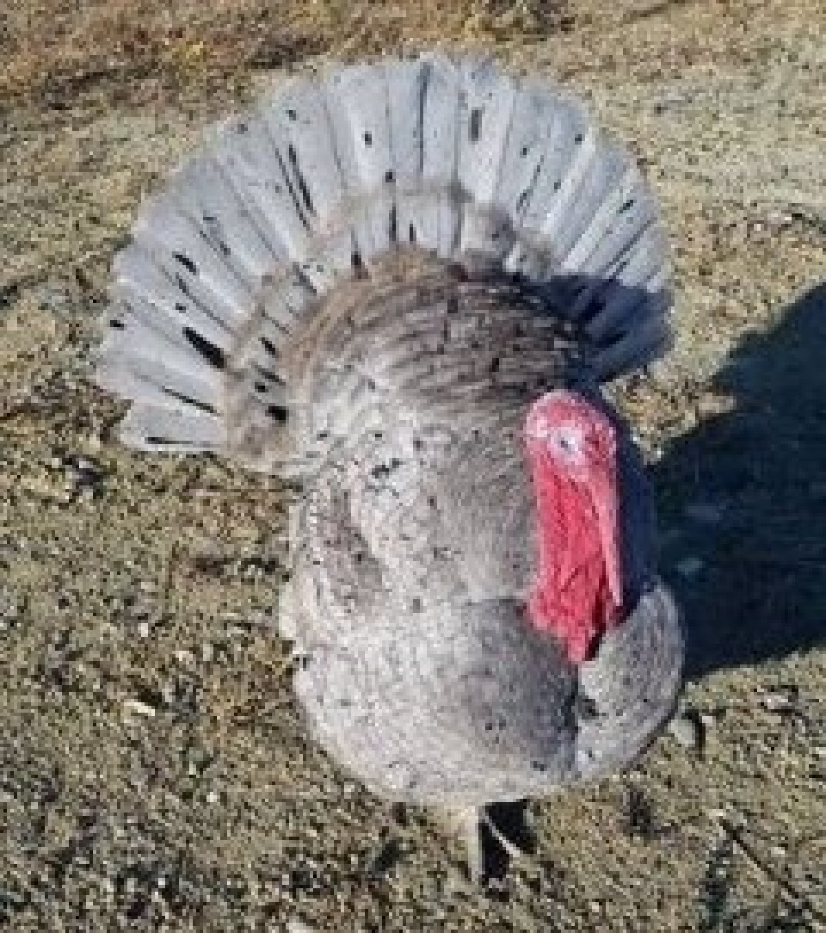black slate turkey