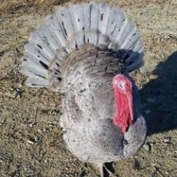 Male Blue Slate Turkey