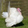 White Turkey