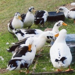 Ancona Ducks - Baby Ducklings For Sale