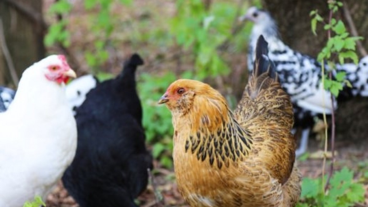 Austra White - White Egg Laying Chickens for Sale