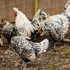 Silver Spitzhauben Chickens