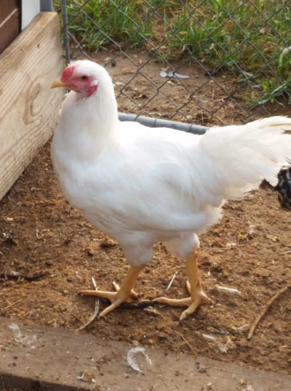 White Chantecler Chicks for Sale | Chickens For Backyards