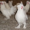 White Sultan Chicken