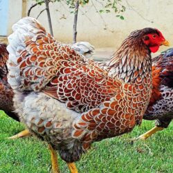 Splash Laced Red Wyandottes